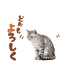 いつでも使えるアメショ（個別スタンプ：24）
