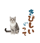 いつでも使えるアメショ（個別スタンプ：25）