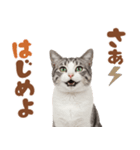 いつでも使えるアメショ（個別スタンプ：27）