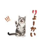 いつでも使えるアメショ（個別スタンプ：28）