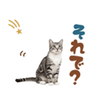 いつでも使えるアメショ（個別スタンプ：30）