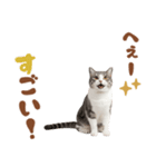 いつでも使えるアメショ（個別スタンプ：31）