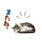 いつでも使えるアメショ（個別スタンプ：32）