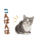いつでも使えるアメショ（個別スタンプ：34）