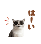 いつでも使えるアメショ（個別スタンプ：35）
