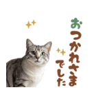 いつでも使えるアメショ（個別スタンプ：36）