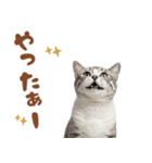 いつでも使えるアメショ（個別スタンプ：37）