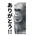 チンパンジーのBIGスタンプ（個別スタンプ：6）