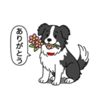 ボーダーコリー (ブラック＆ホワイト)（個別スタンプ：1）