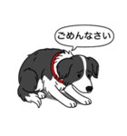 ボーダーコリー (ブラック＆ホワイト)（個別スタンプ：3）