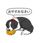 ボーダーコリー (ブラック＆ホワイト)（個別スタンプ：4）