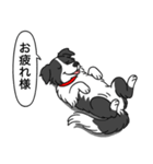 ボーダーコリー (ブラック＆ホワイト)（個別スタンプ：5）