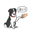 ボーダーコリー (ブラック＆ホワイト)（個別スタンプ：6）