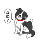 ボーダーコリー (ブラック＆ホワイト)（個別スタンプ：8）