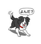 ボーダーコリー (ブラック＆ホワイト)（個別スタンプ：9）
