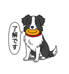 ボーダーコリー (ブラック＆ホワイト)（個別スタンプ：10）