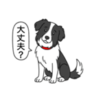 ボーダーコリー (ブラック＆ホワイト)（個別スタンプ：11）