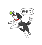ボーダーコリー (ブラック＆ホワイト)（個別スタンプ：12）