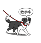 ボーダーコリー (ブラック＆ホワイト)（個別スタンプ：13）
