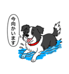 ボーダーコリー (ブラック＆ホワイト)（個別スタンプ：14）