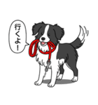 ボーダーコリー (ブラック＆ホワイト)（個別スタンプ：16）