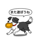 ボーダーコリー (ブラック＆ホワイト)（個別スタンプ：17）