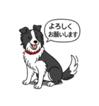 ボーダーコリー (ブラック＆ホワイト)（個別スタンプ：18）