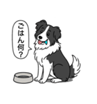 ボーダーコリー (ブラック＆ホワイト)（個別スタンプ：20）