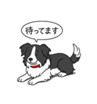 ボーダーコリー (ブラック＆ホワイト)（個別スタンプ：23）