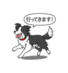 ボーダーコリー (ブラック＆ホワイト)（個別スタンプ：24）