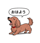 ミニチュアダックス(ロング＋レッド)（個別スタンプ：4）