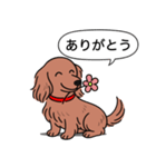ミニチュアダックス(ロング＋レッド)（個別スタンプ：5）