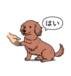 ミニチュアダックス(ロング＋レッド)（個別スタンプ：6）