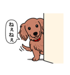 ミニチュアダックス(ロング＋レッド)（個別スタンプ：12）