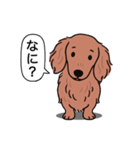 ミニチュアダックス(ロング＋レッド)（個別スタンプ：22）