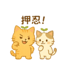茶トラのぴこまる 日常の挨拶（個別スタンプ：16）