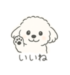 いつでも使える もふもふプードルくん<WH>（個別スタンプ：1）