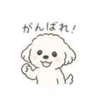 いつでも使える もふもふプードルくん<WH>（個別スタンプ：5）