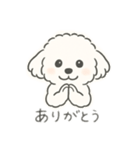 いつでも使える もふもふプードルくん<WH>（個別スタンプ：8）