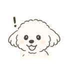 いつでも使える もふもふプードルくん<WH>（個別スタンプ：12）