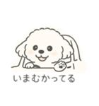 いつでも使える もふもふプードルくん<WH>（個別スタンプ：16）