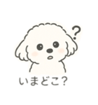 いつでも使える もふもふプードルくん<WH>（個別スタンプ：17）
