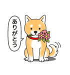柴犬 (赤色)（個別スタンプ：1）