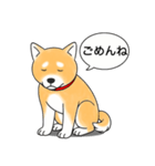 柴犬 (赤色)（個別スタンプ：2）