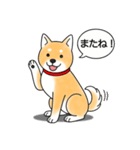 柴犬 (赤色)（個別スタンプ：3）