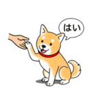 柴犬 (赤色)（個別スタンプ：4）