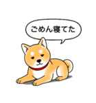柴犬 (赤色)（個別スタンプ：8）