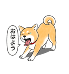 柴犬 (赤色)（個別スタンプ：9）