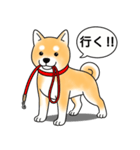 柴犬 (赤色)（個別スタンプ：11）