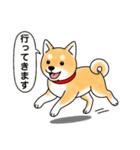 柴犬 (赤色)（個別スタンプ：12）